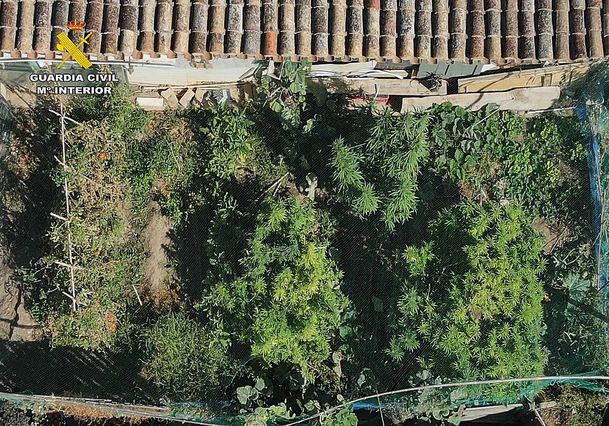 El olor a marihuana en todo Arrúbal los delató: desmantelada una plantación y detenidas dos personas