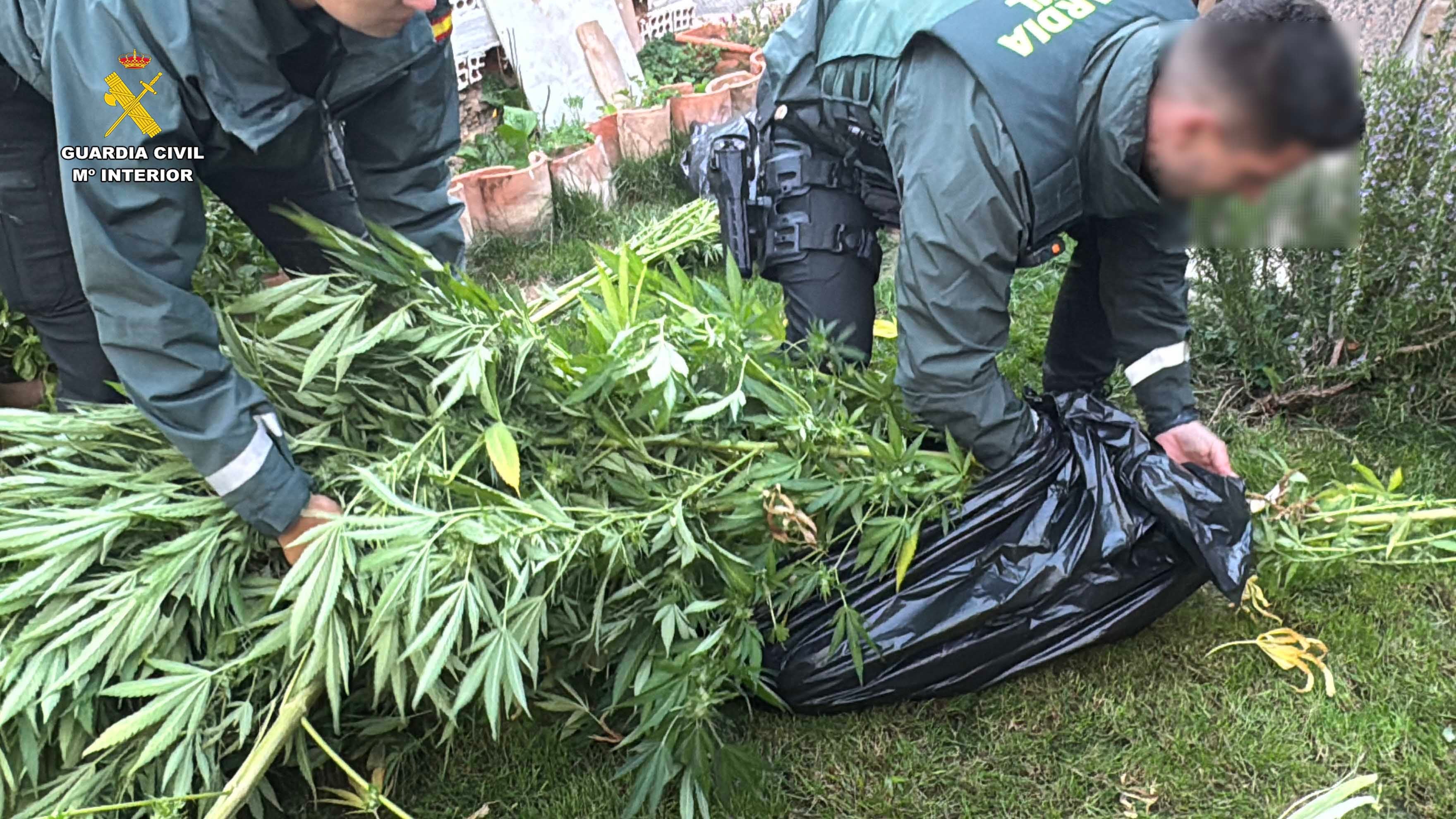 Desmantelada una plantación de marihuana en Arrúbal