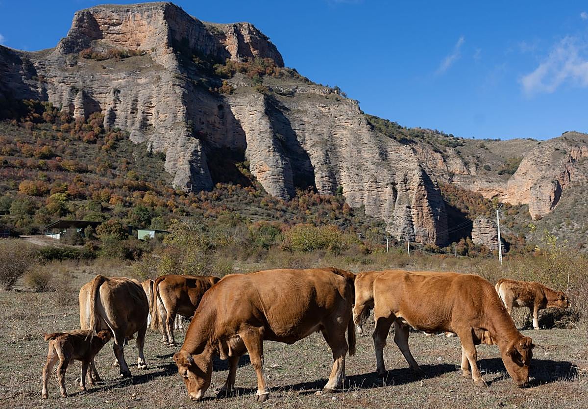Vacas pastando en terrenos de Anguiano.