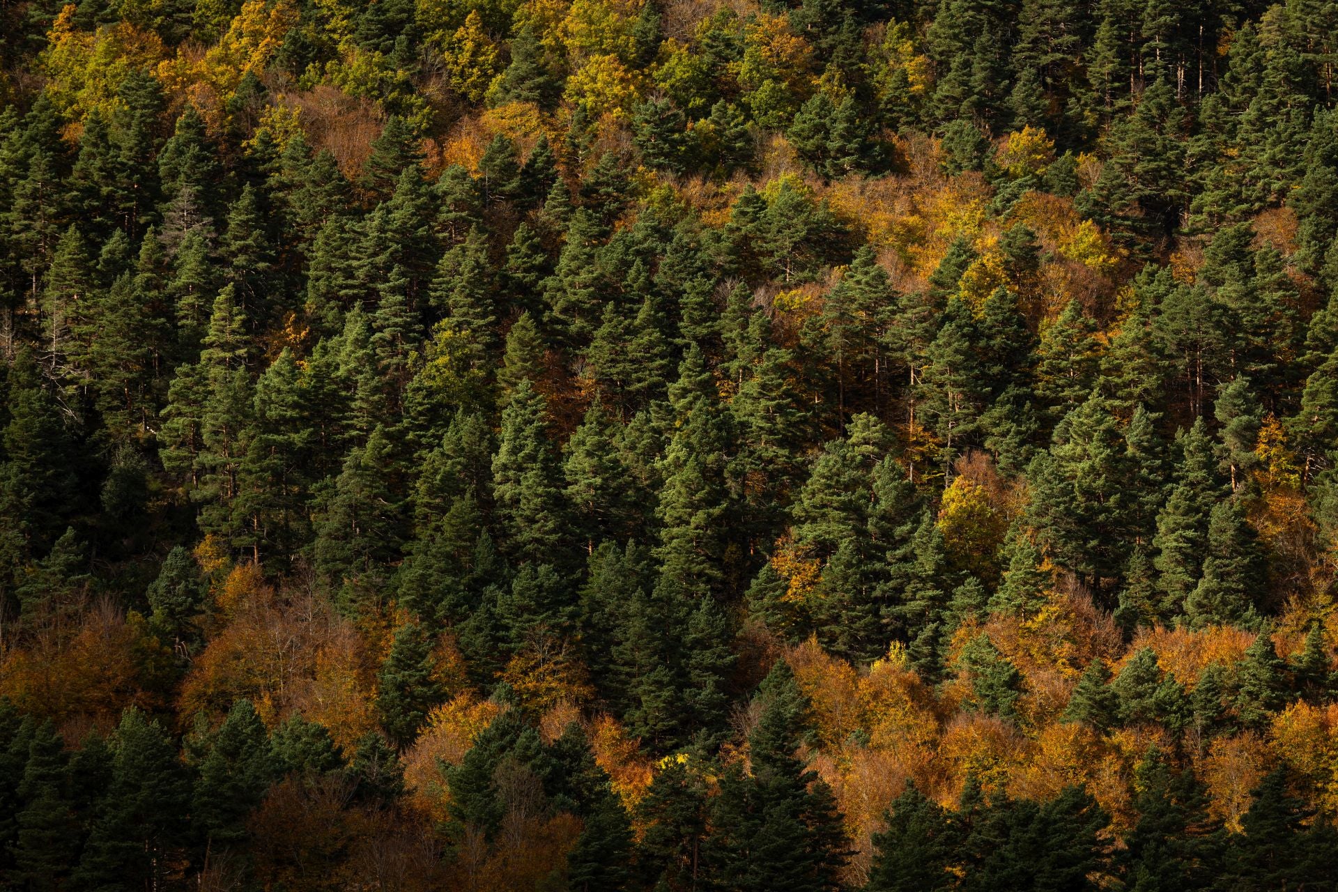 Área recreativa del Achichuelo
