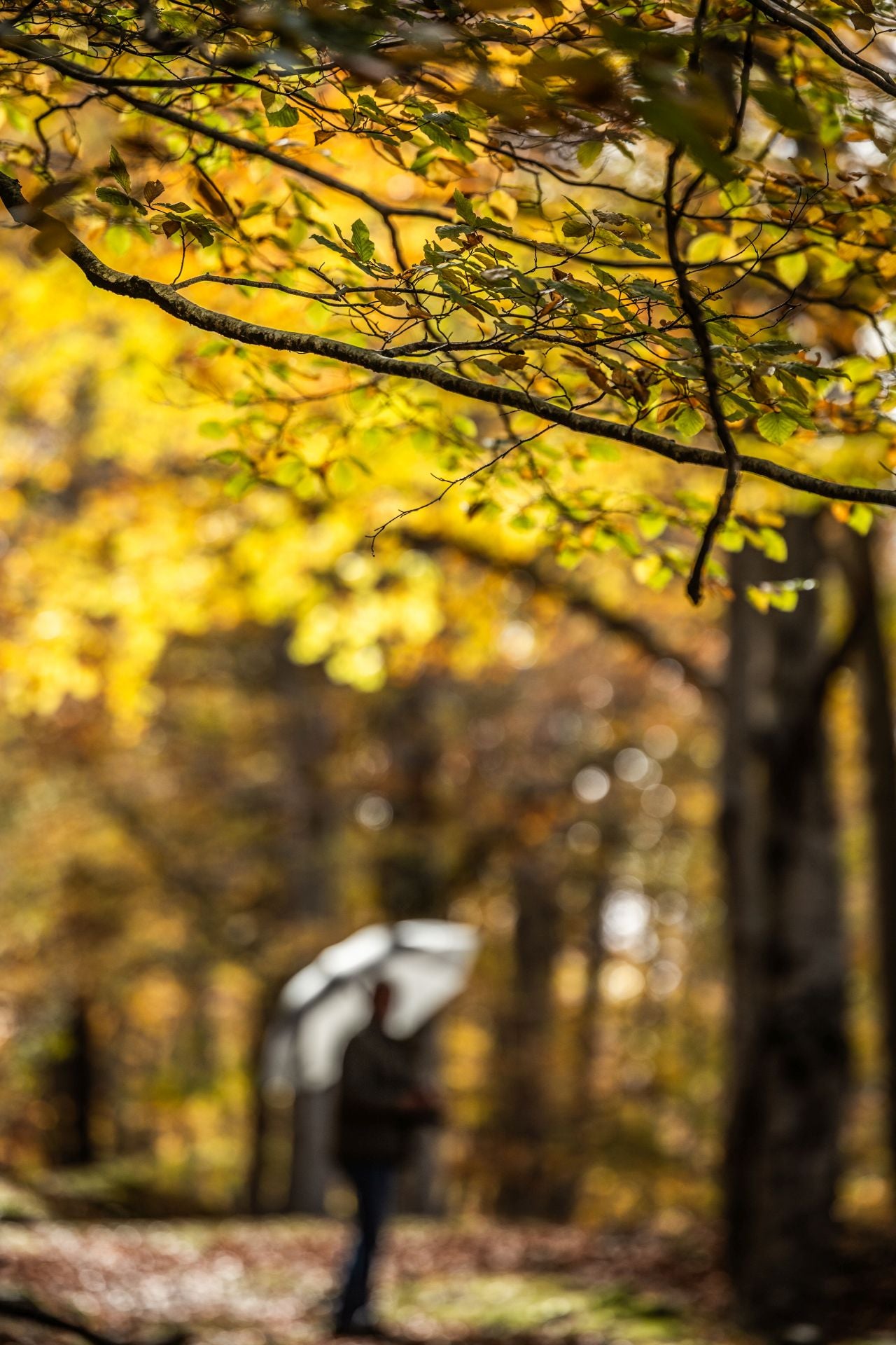 Área recreativa del Achichuelo