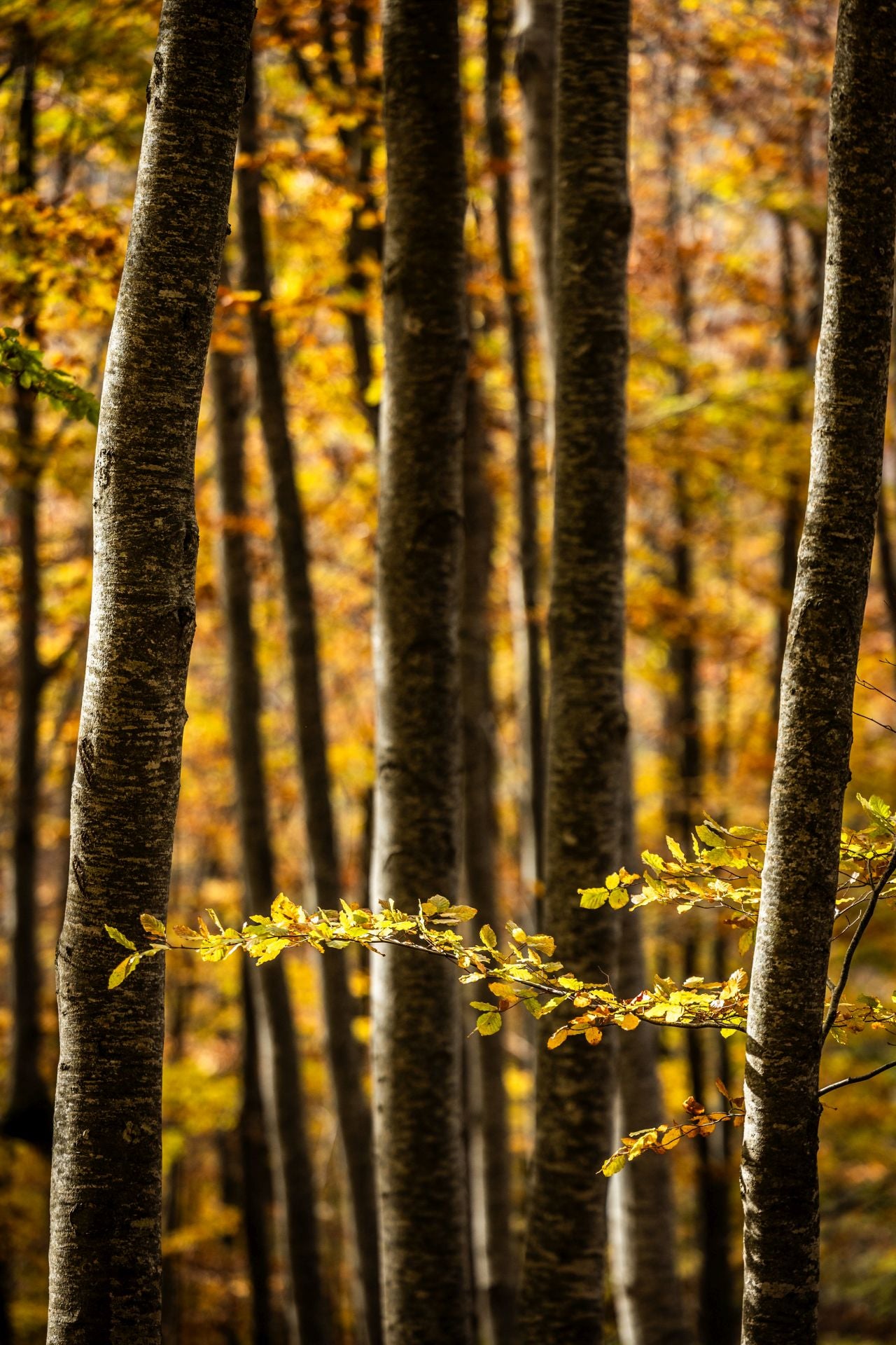 Alrededores de la ermita de la Virgen de Lomos de Orios