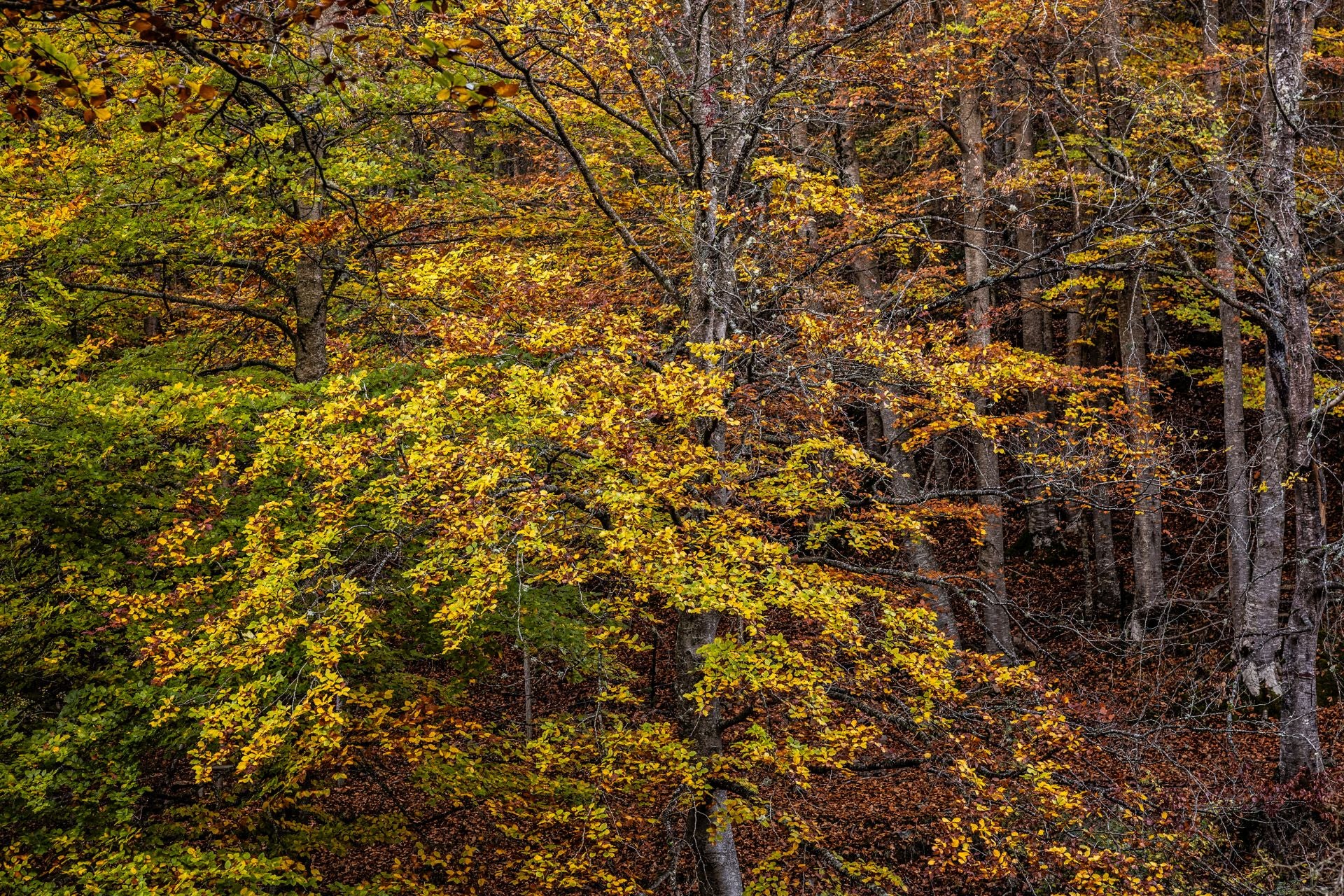 Alrededores de la ermita de la Virgen de Lomos de Orios