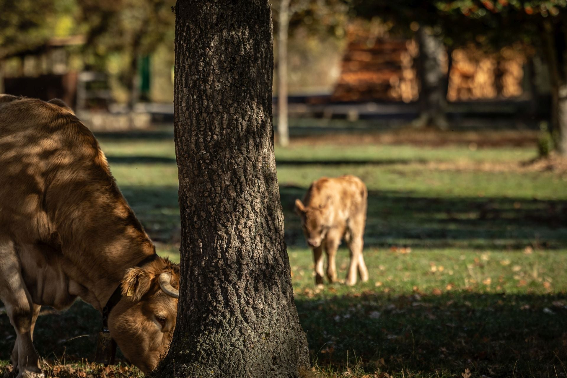 Área recreativa del Achichuelo