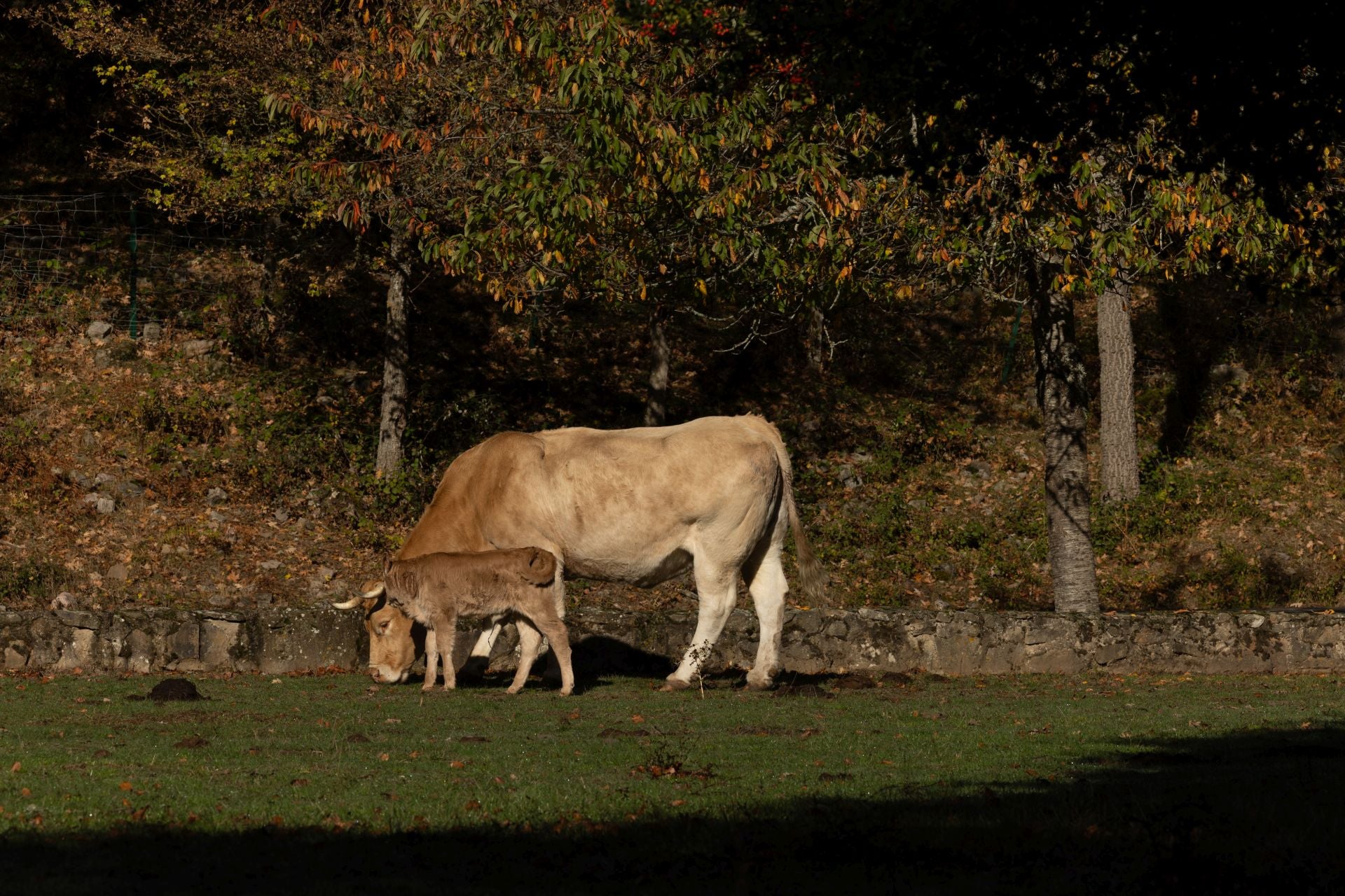 Área recreativa del Achichuelo