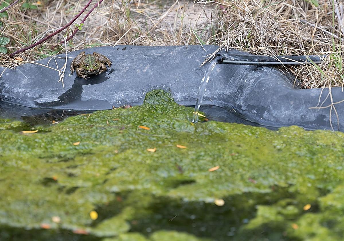 Un sapo en un estanque recuperado.