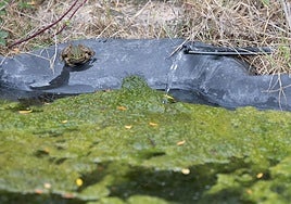 Un sapo en un estanque recuperado.