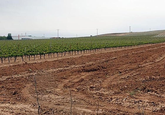 Imagen de un viñedo arrancado