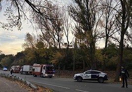 Caída de un árbol en la entrada de Fuente el Moro en Haro