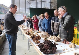 El público encontrará decenas de especies de setas y hongos y explicaciones de expertos.