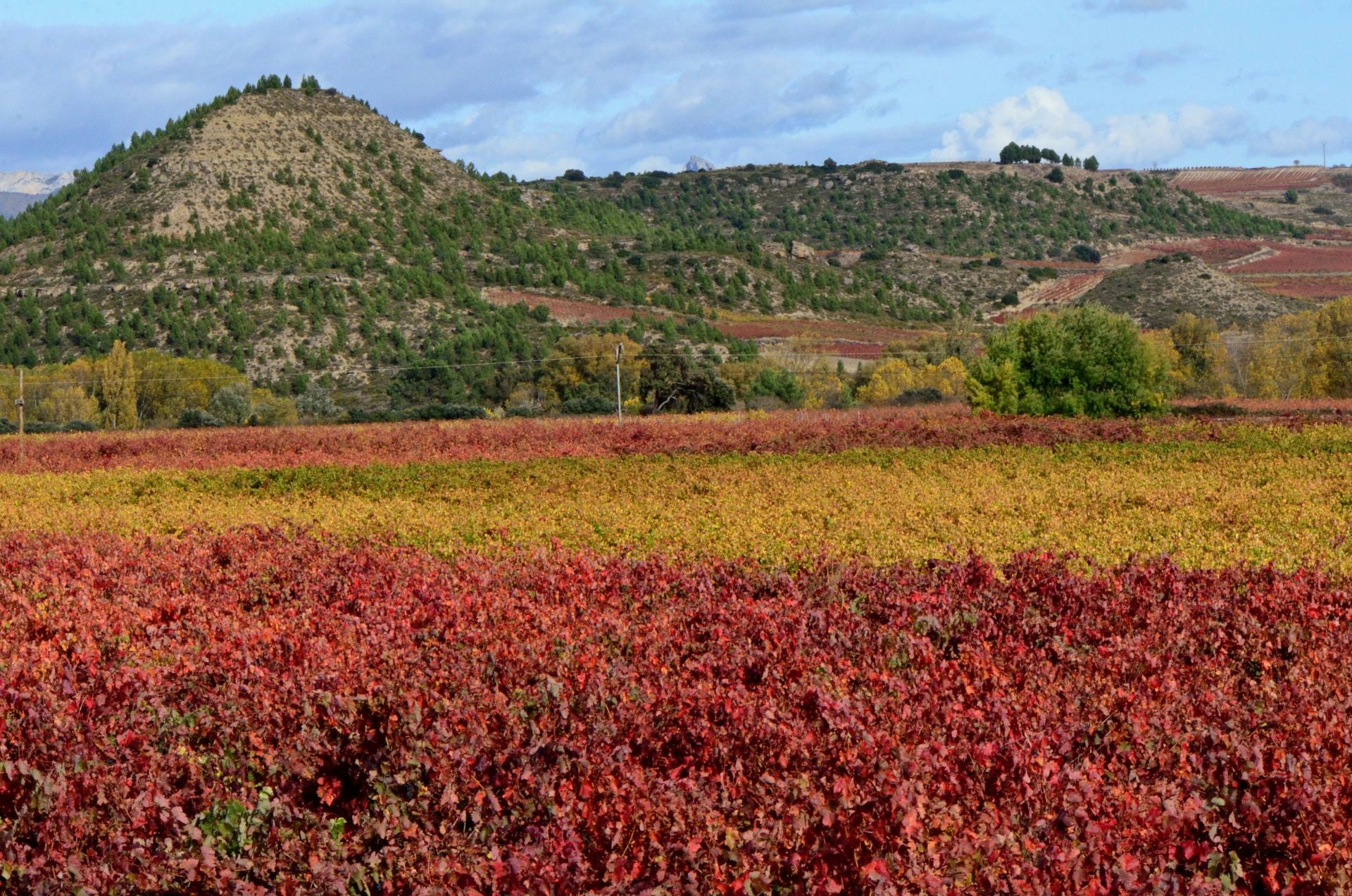 Otoño en el viñedo riojano: abstenerse conductores