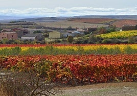 Otoño en el viñedo riojano: abstenerse conductores
