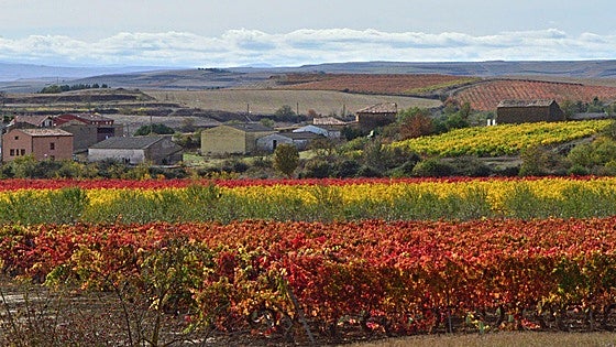 Otoño en el viñedo riojano: abstenerse conductores