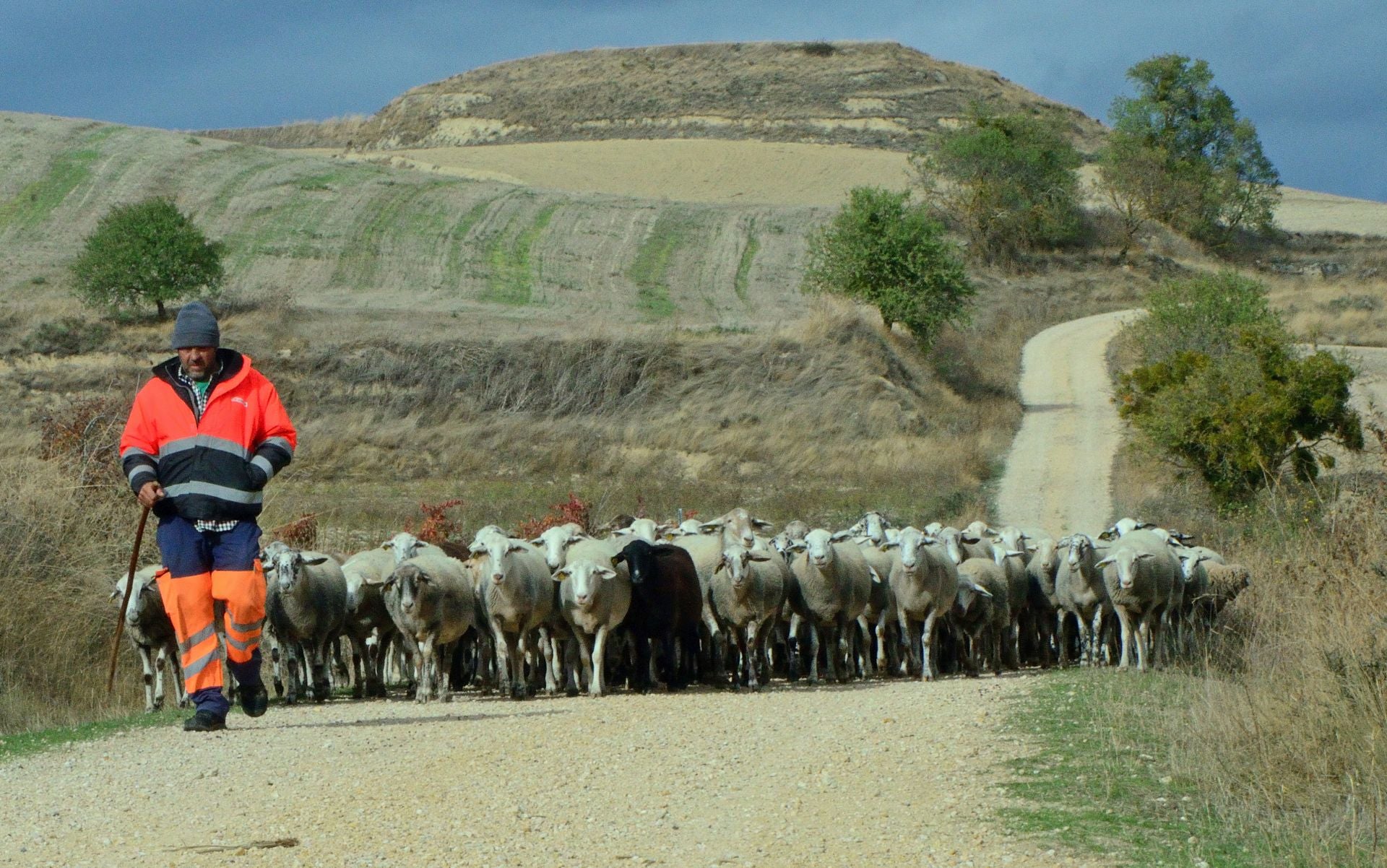 Otoño en el viñedo riojano: abstenerse conductores