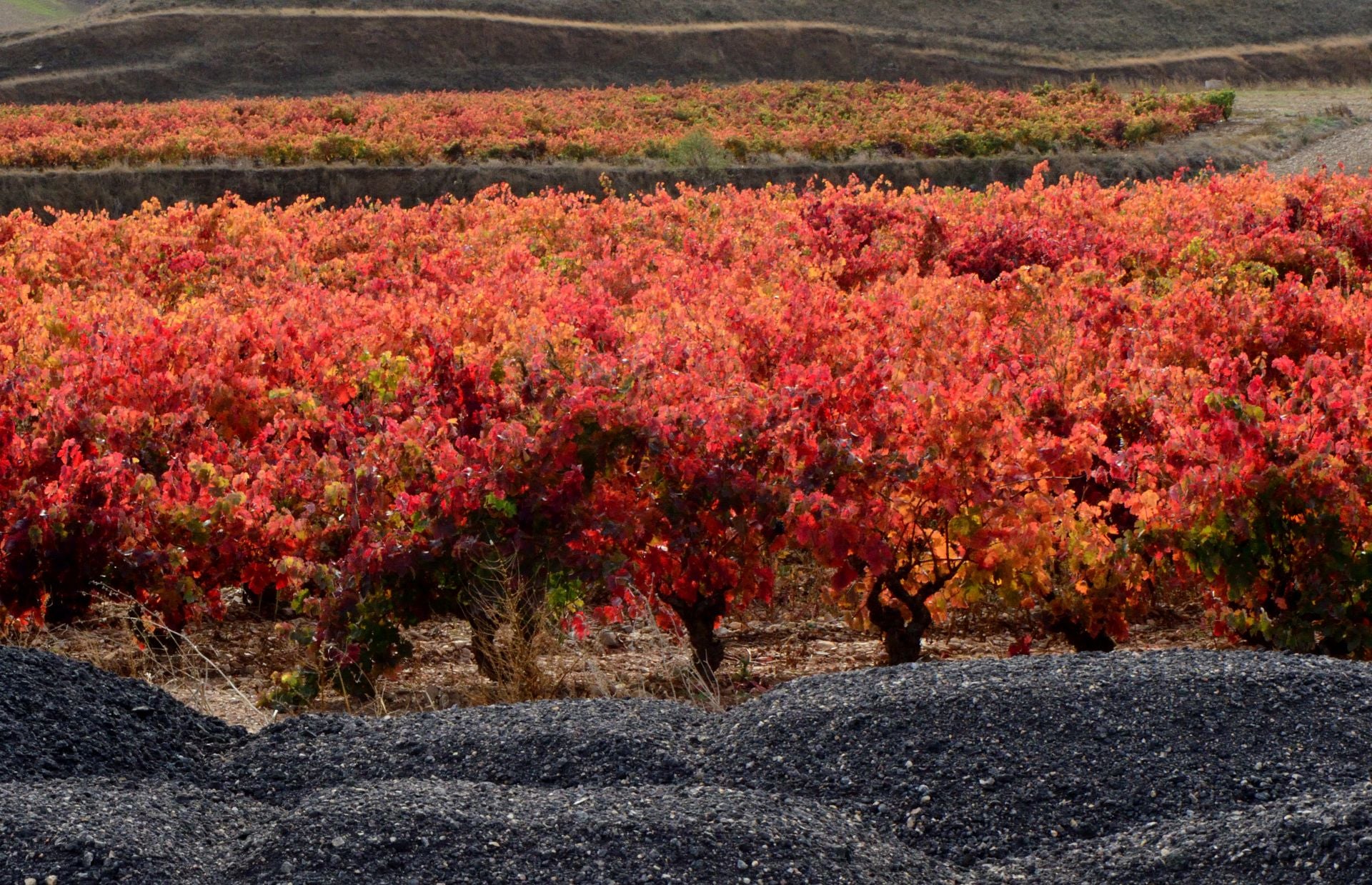 Otoño en el viñedo riojano: abstenerse conductores