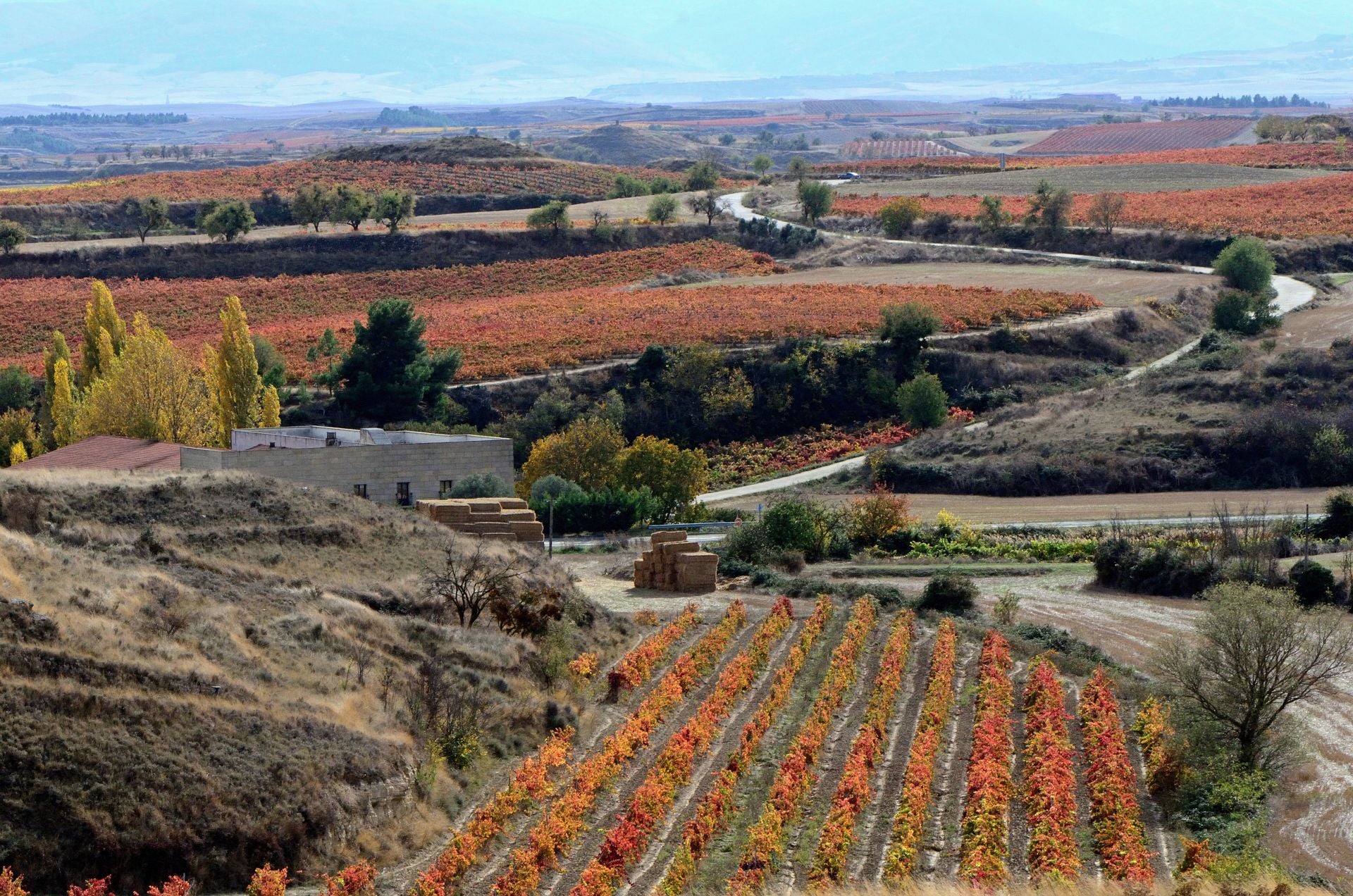 Otoño en el viñedo riojano: abstenerse conductores