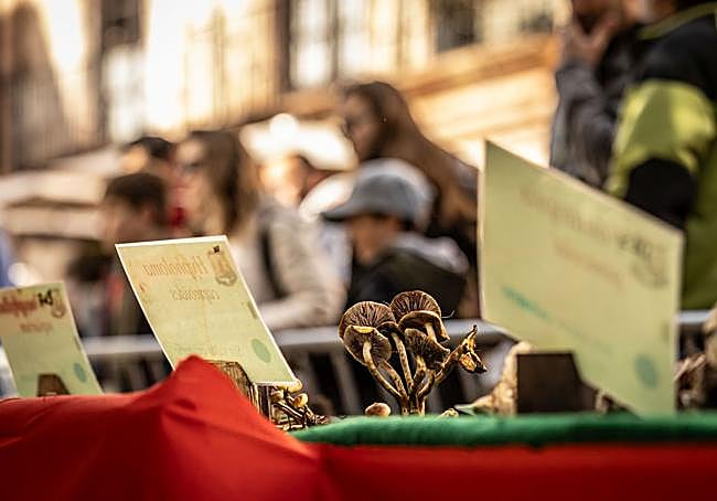 Exposición de setas en Ezcaray.