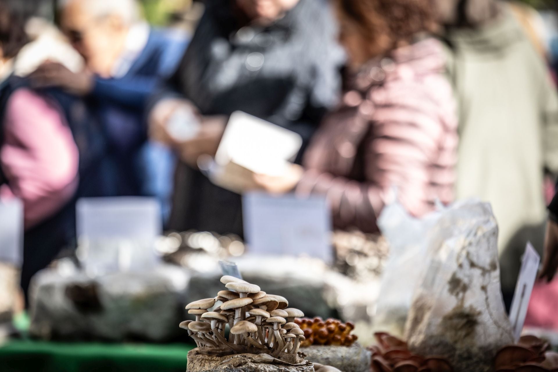 Las imágenes de las Jornadas Micológicas en La Rioja