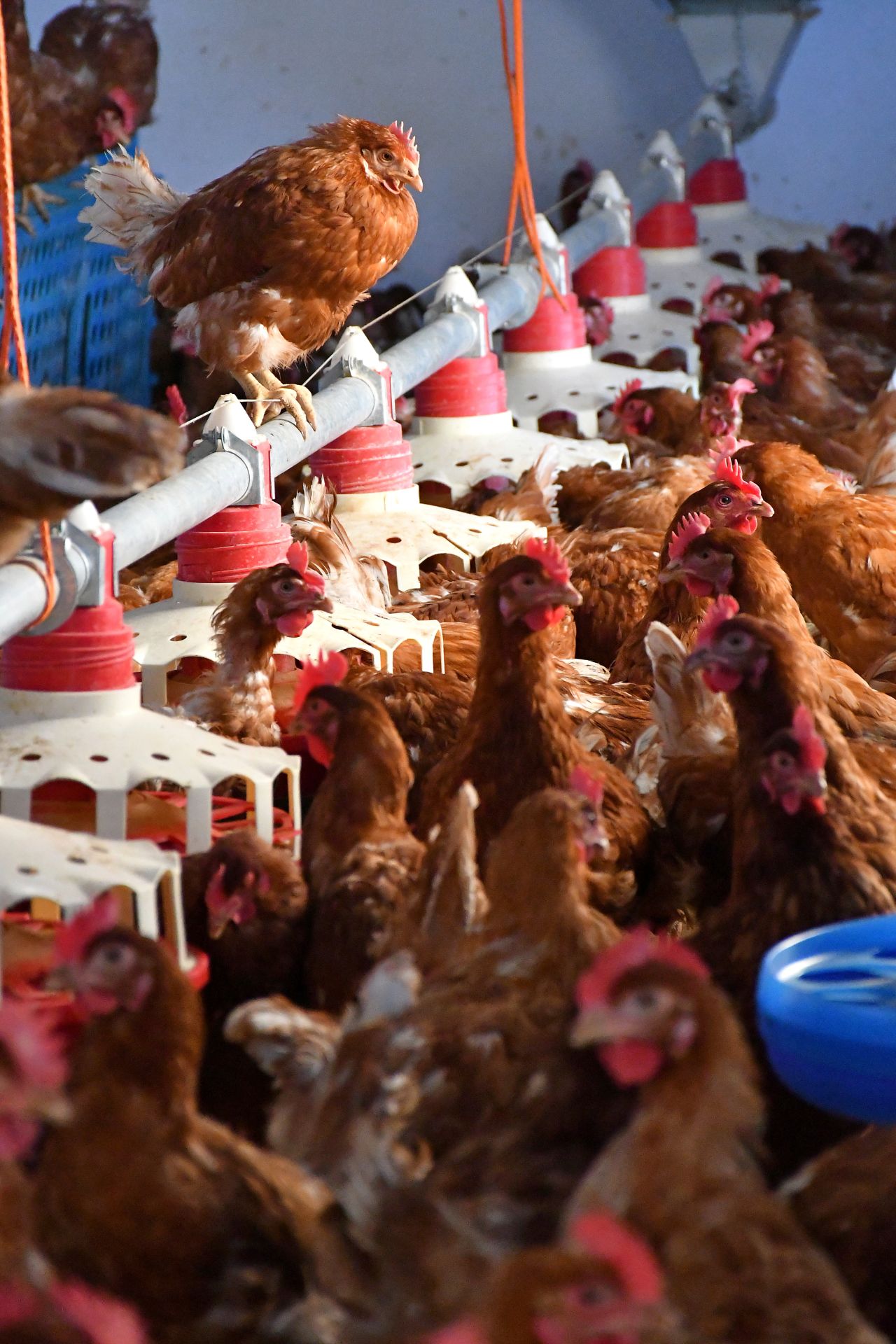 Gallinas en una granja riojana.