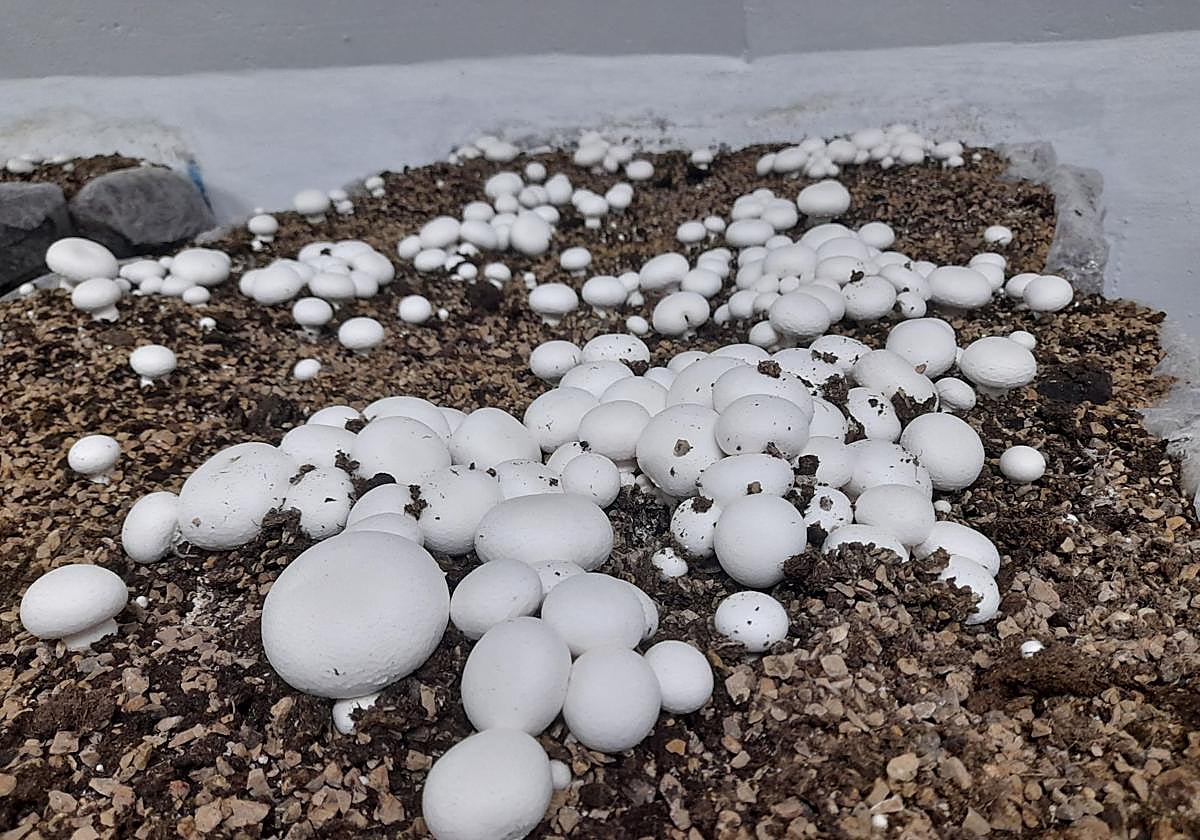 Imagen de archivo de una explotación de champiñones en Ausejo.