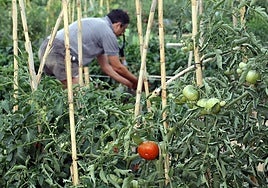 Imagen de archivo de un huerto de ocio de Logroño.