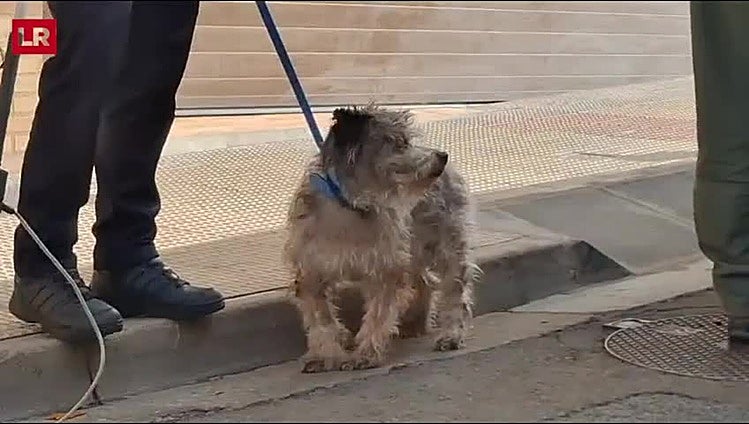 Cinco gatos y dos perros son rescatados en un desalojo en Lardero