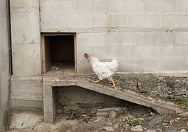 La fábula de las gallinas griposas