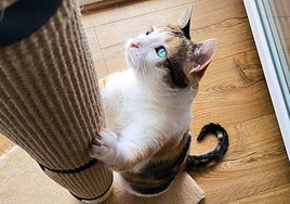 La gata Zelda utiliza el rascador de su casa en Logroño.