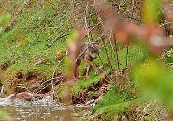 Lobo avistado junto a un arroyo en Vinegra de Abajo en 2018.