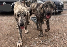 Los dos mastines que aparecieron perdidos en Nájera la semana pasada.