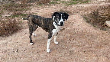 Polka, a la tercera va la vencida