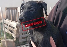 Zafira, la peque del refugio que necesita un hogar