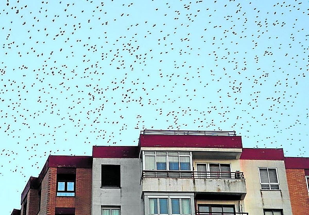Cientos de estorninos, en un atardecer sobre un bloque de Alfaro.