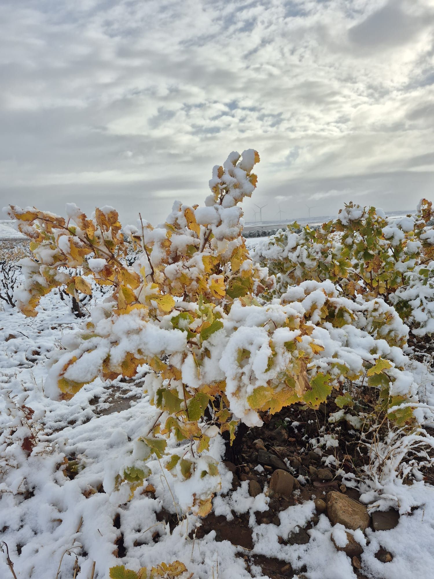 Viñedos en Yerga, en Alfaro.