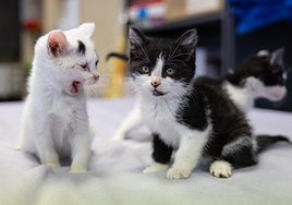Tres de los cachorros de gato que permanecen en el Centro de Acogida de Animales de Logroño, en adopción.
