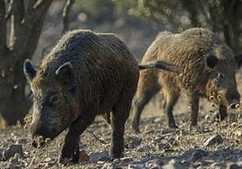 Dos jabalíes en libertad.