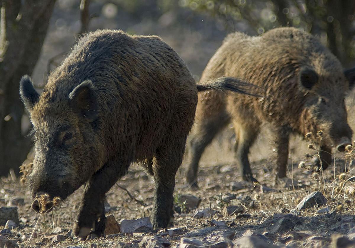 Dos jabalíes en libertad.