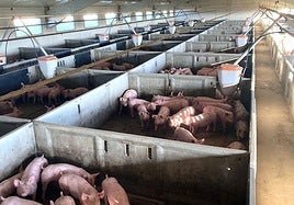 Cerdos de una ganadería de La Rioja, comunidad donde hay más de 187.000 animales.