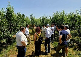 Análisis, in situ, de la situación de los perales riojanos.