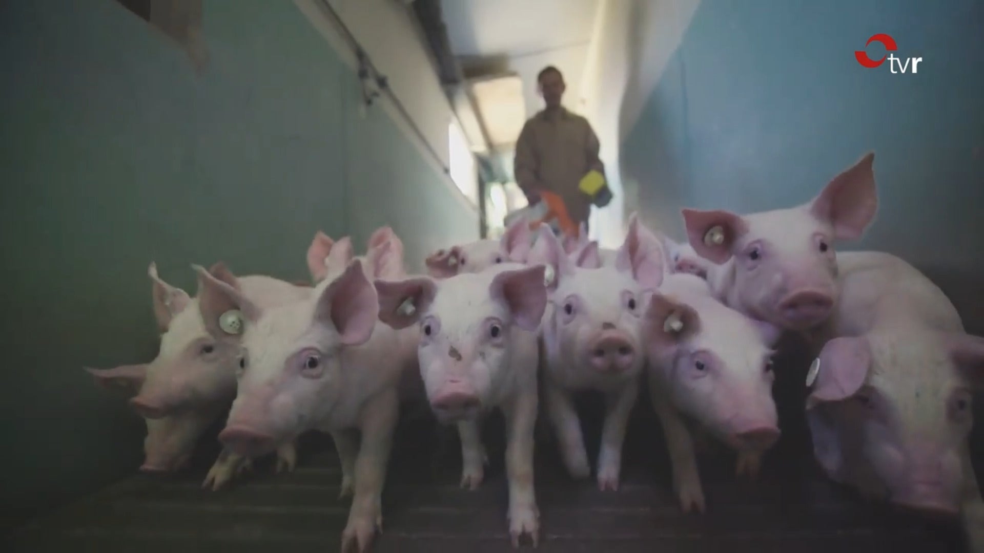 El Gobierno riojano impulsa la caza de jabalíes y la limpieza para evitar la peste porcina