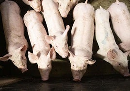 Cerdos de la Granja Los Palomos de Valverde.