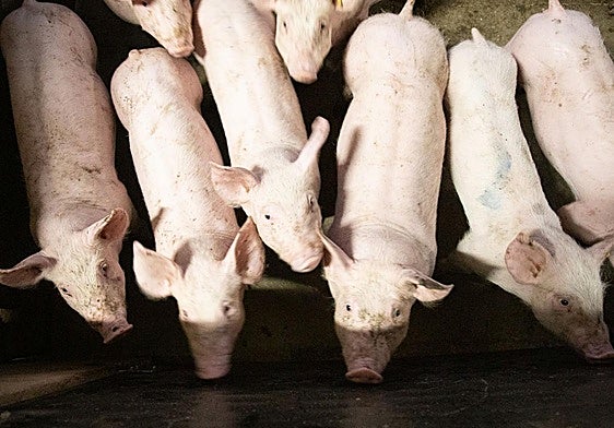 Cerdos de la Granja Los Palomos de Valverde.