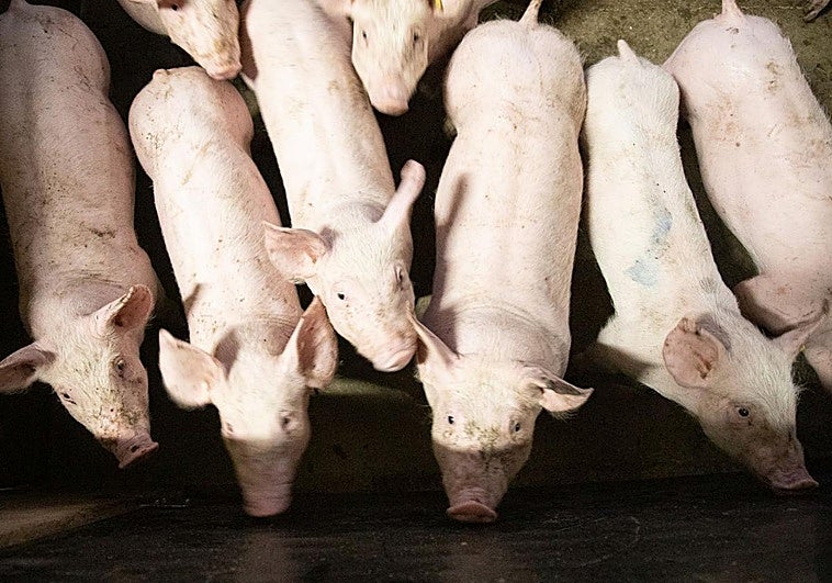Cerdos de la Granja Los Palomos de Valverde.
