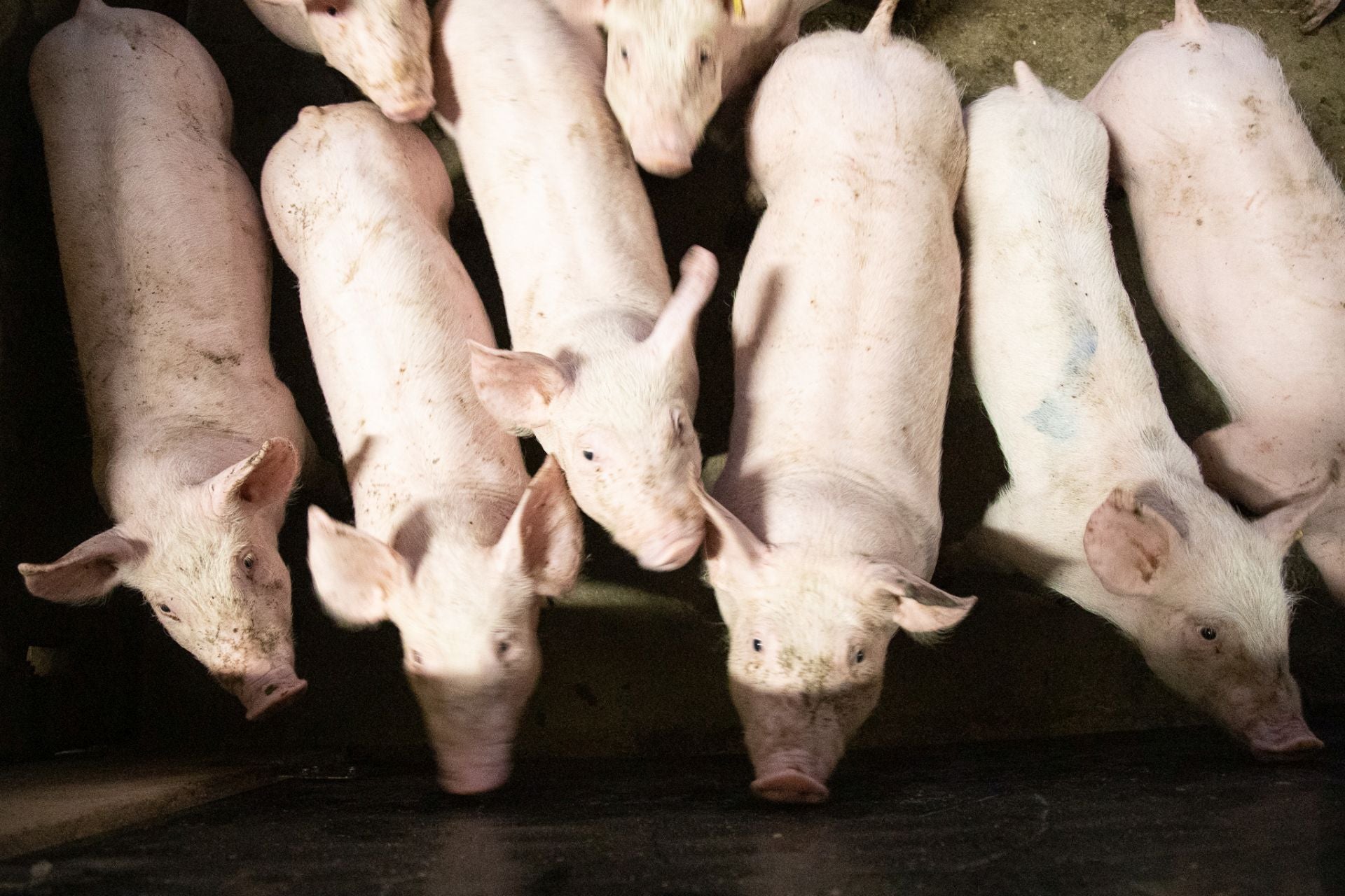 Las granjas porcinas de La Rioja extreman sus precauciones