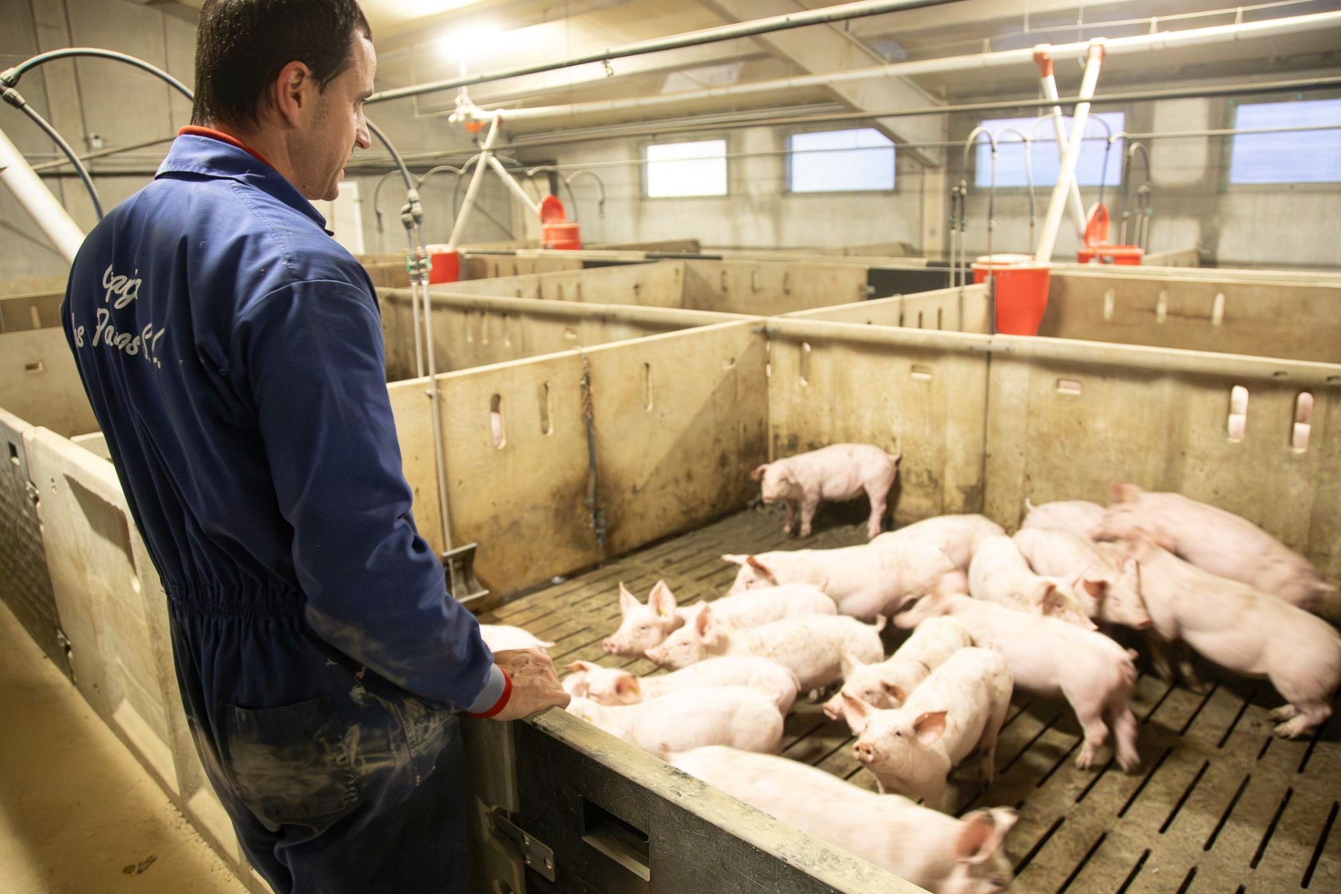 Las granjas porcinas de La Rioja extreman sus precauciones