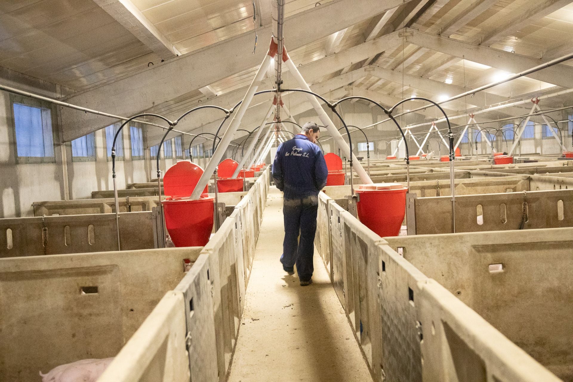 Las granjas porcinas de La Rioja extreman sus precauciones