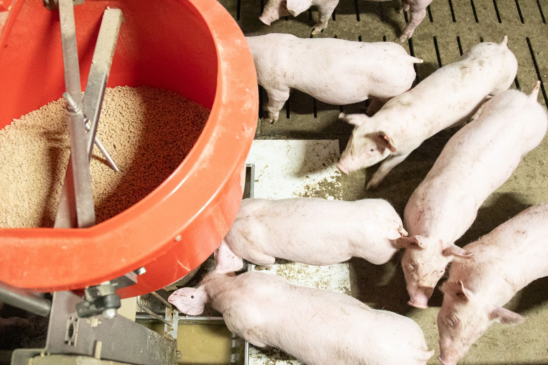 Las granjas porcinas de La Rioja extreman sus precauciones