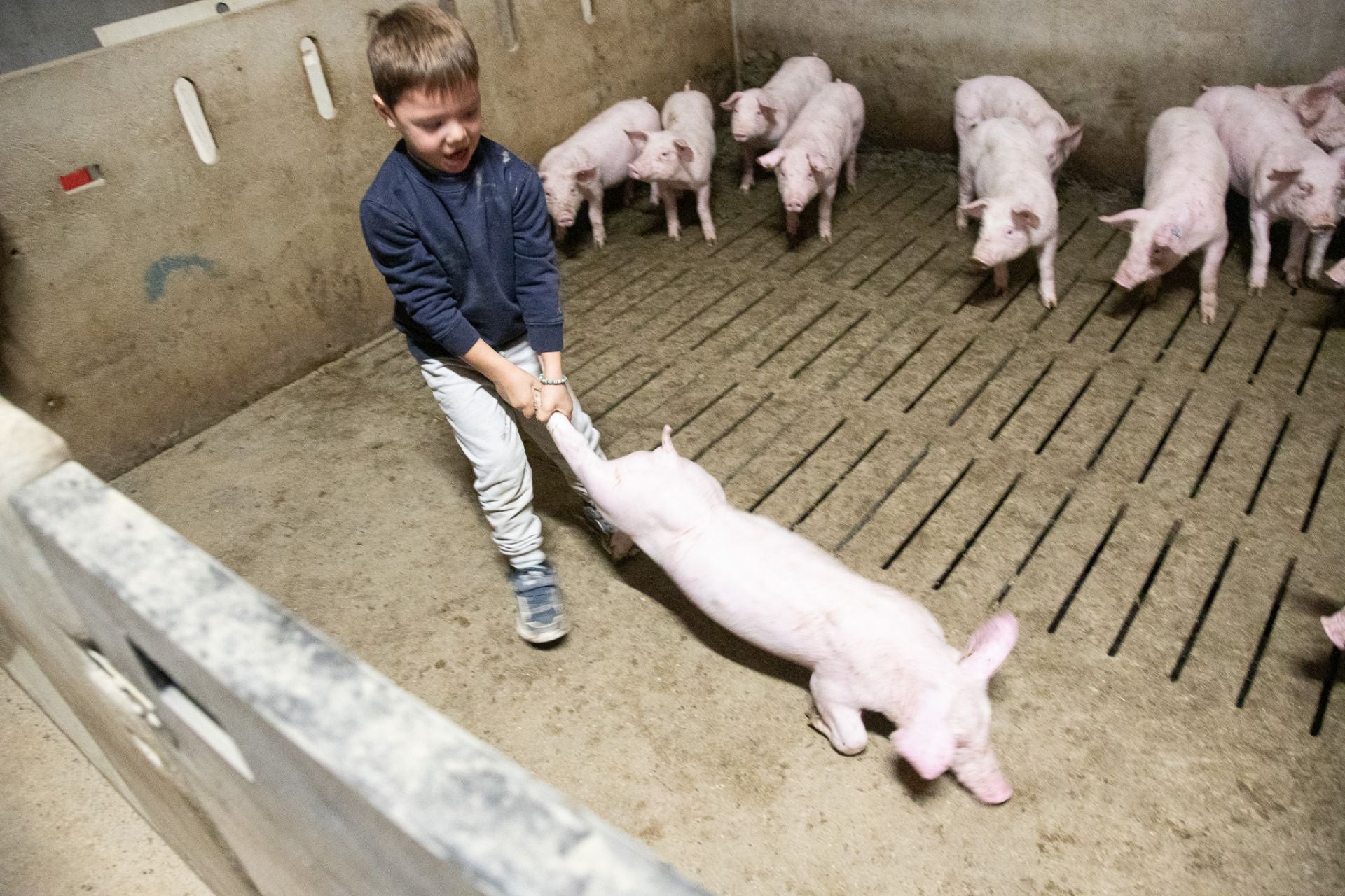 Las granjas porcinas de La Rioja extreman sus precauciones