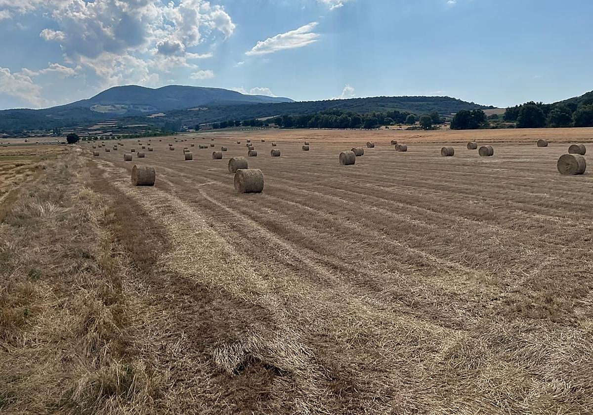 Paraje de Sorzano donde se ha proyectado una planta de biogás.