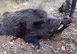 Un jabalí cazado e los Montes Obarenes.